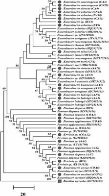 Diazotrophic Bacteria Pantoea dispersa and Enterobacter asburiae Promote Sugarcane Growth by Inducing Nitrogen Uptake and Defense-Related Gene Expression